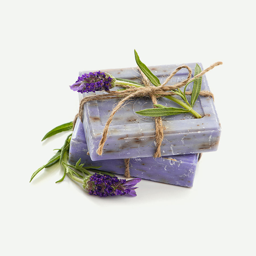 suscipit lobortis nisl